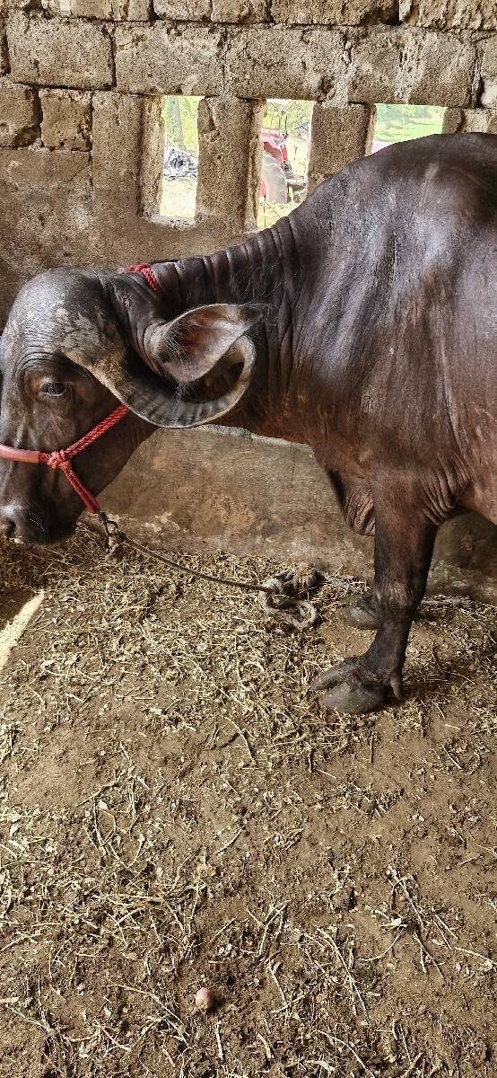 પહેલ વેતરી ખડાઈ વેચવાની છે