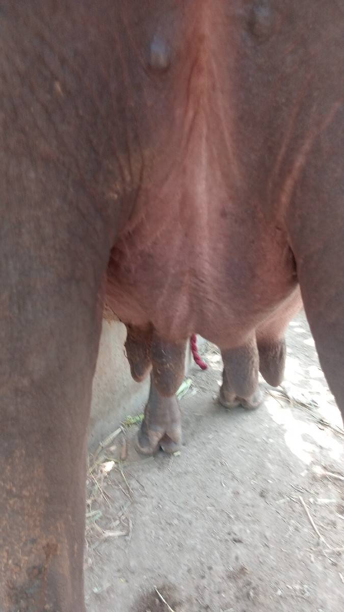 ખડેલિ વેચવાની છે
