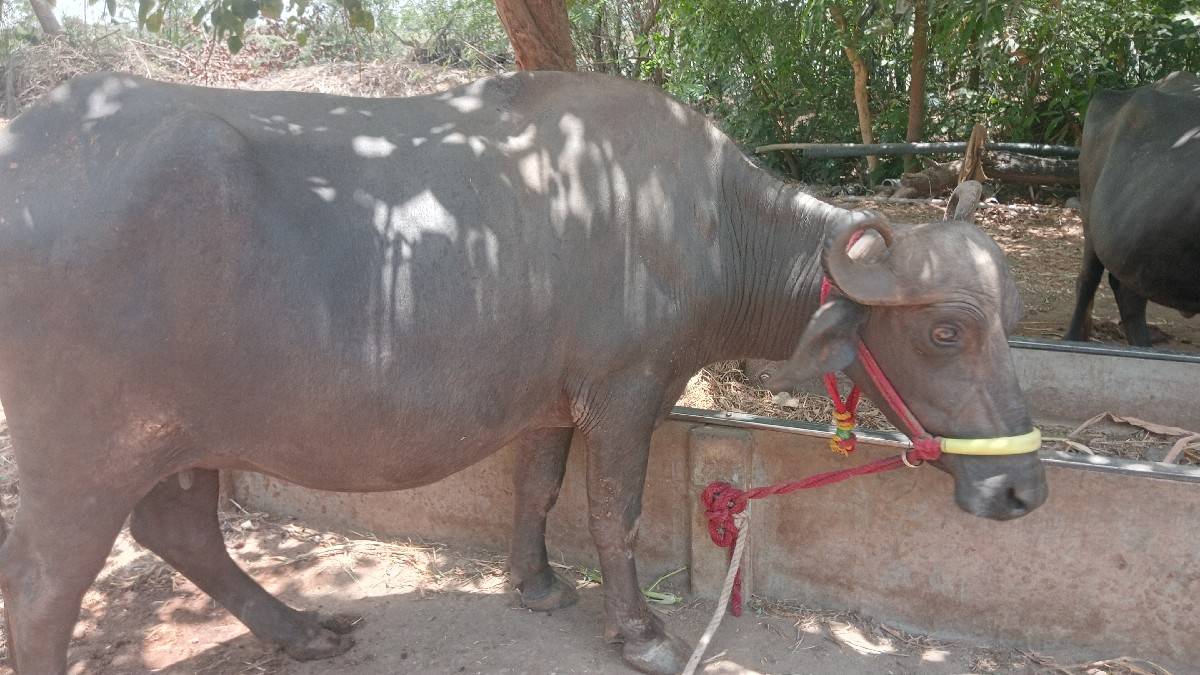 ખડેલિ વેચવાની છે