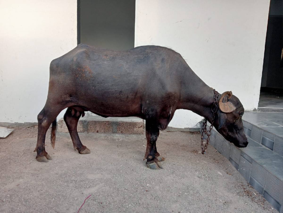 ખડેલી