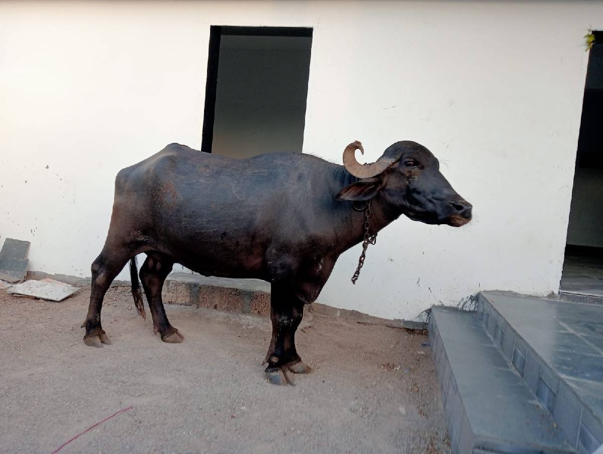 ખડેલી