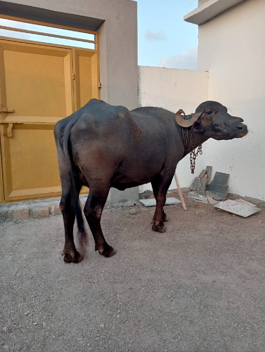 ખડેલી
