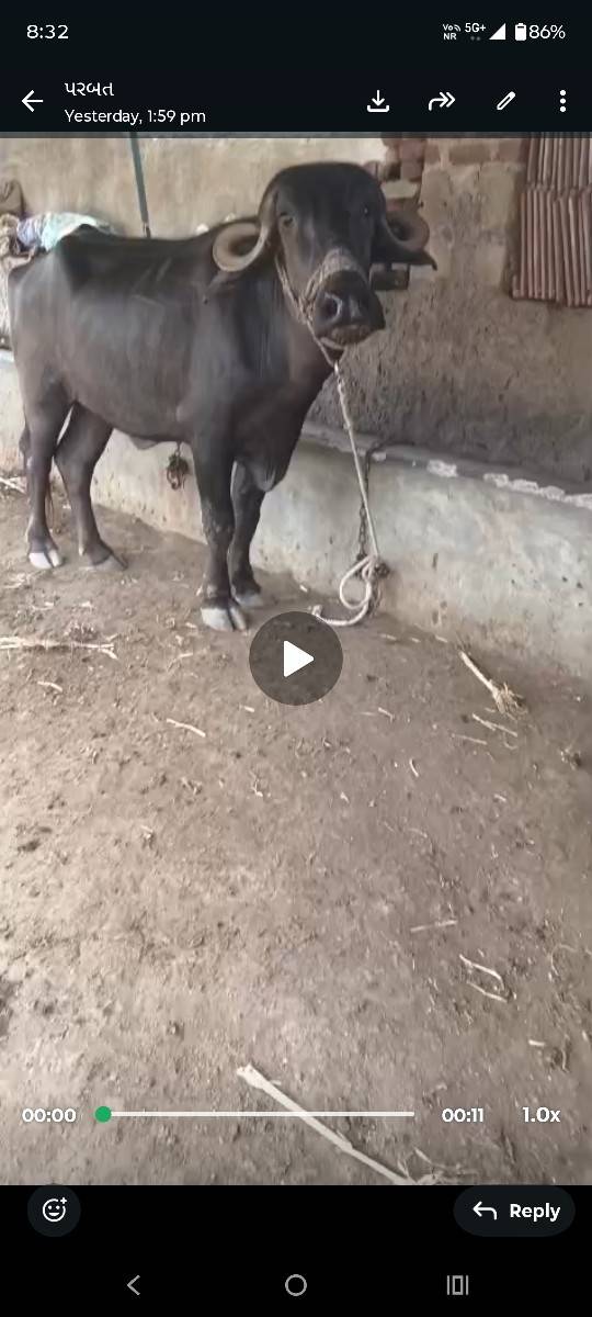 ખડેલુ વેચવાનું છે