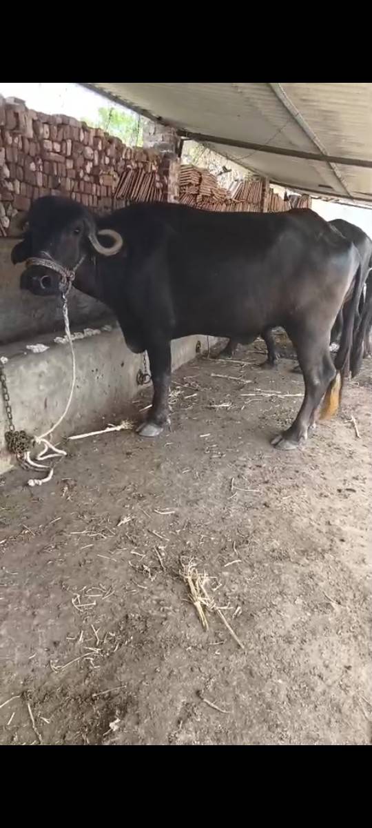 ખડેલુ વેચવાનું છે