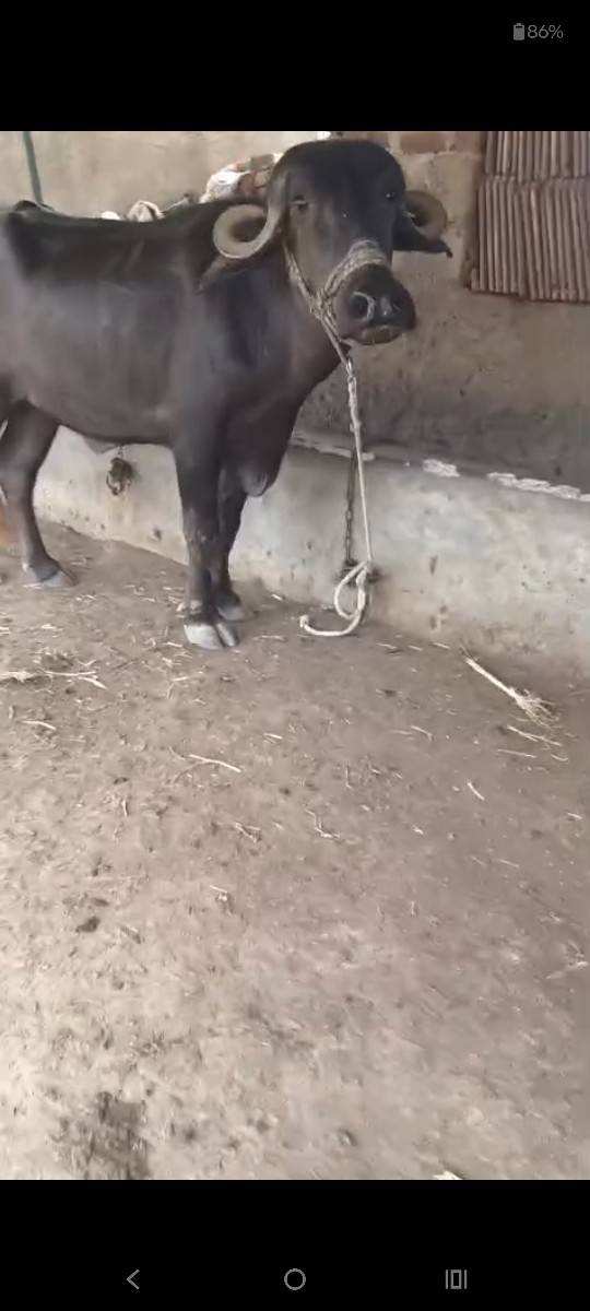 ખડેલુ વેચવાનું છે