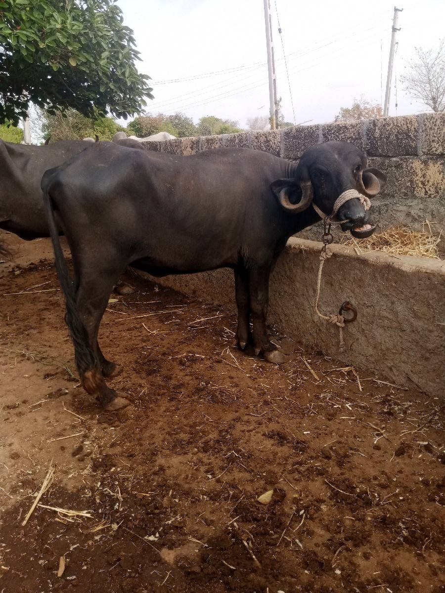 ખડેલી