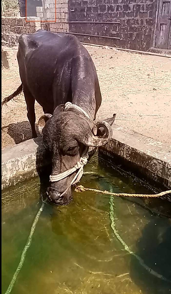 ખડેલી