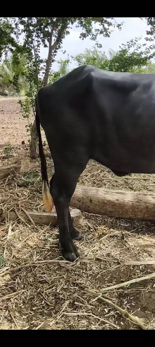 જાફરી ખડાય 2