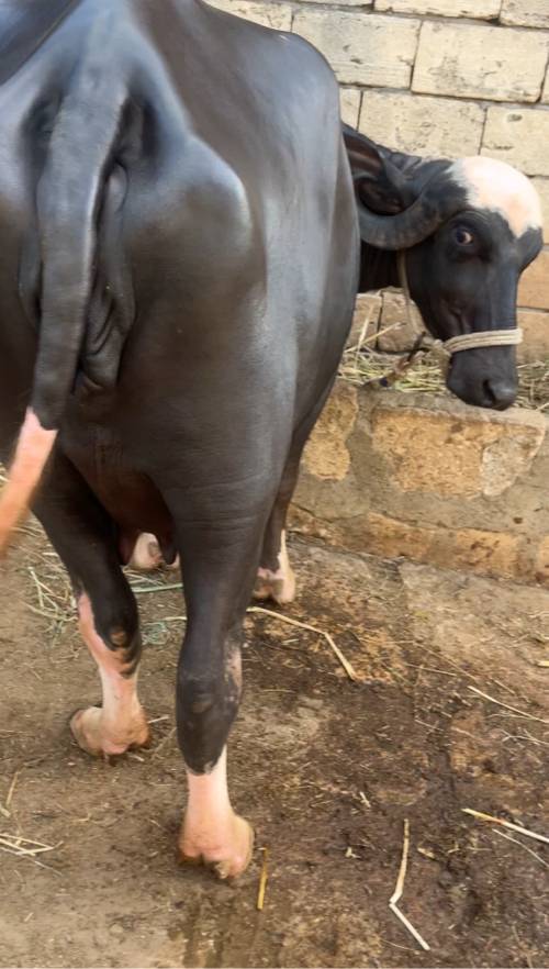 તાજી વિયાનેલ
દોવા માં સાવપોચી