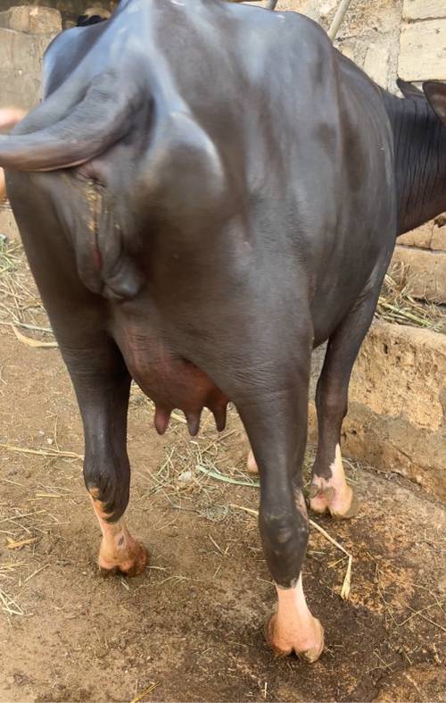 તાજી વિયાનેલ
દોવા માં સાવપોચી