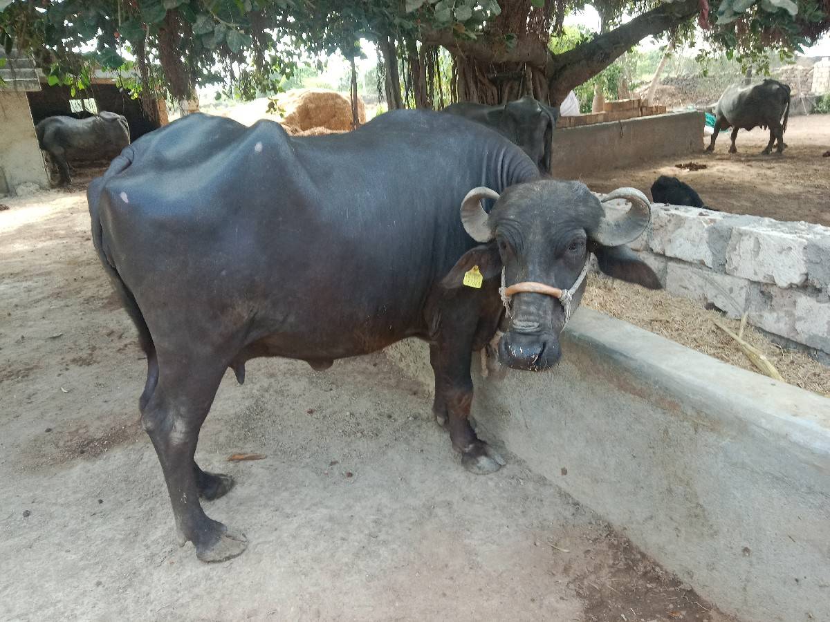 ભેંશ વેચવાની છે