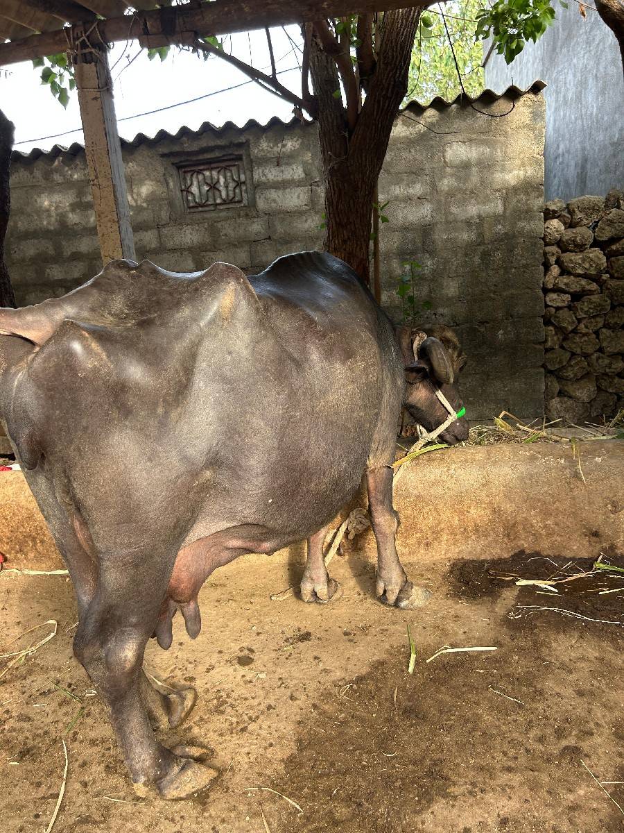 ભેંશ વેચવાની છે