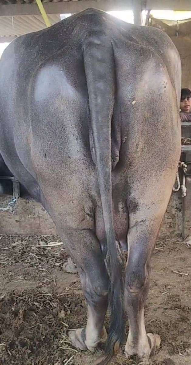 ભેંસ વેચવાની છે