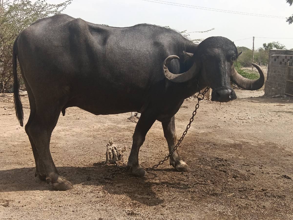 વેચવાની છે