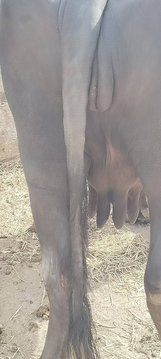 2વેતર વિયાસે