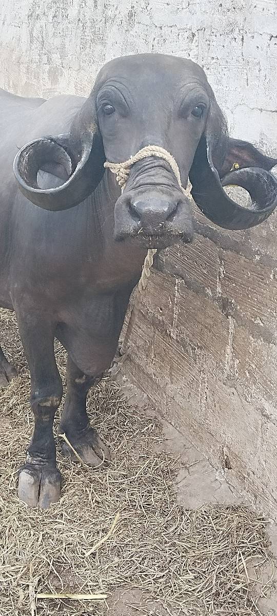 2વેતર વિયાસે