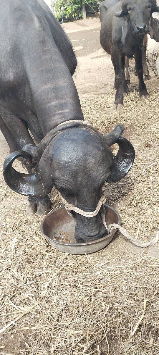 2વેતર વિયાસે