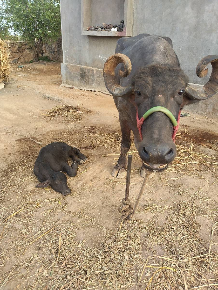 અટાણે વિયાણી નીચે પાડો