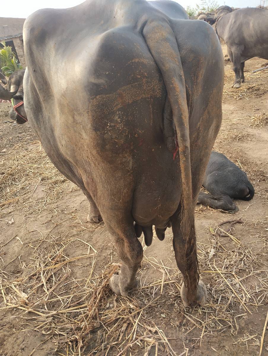અટાણે વિયાણી નીચે પાડો