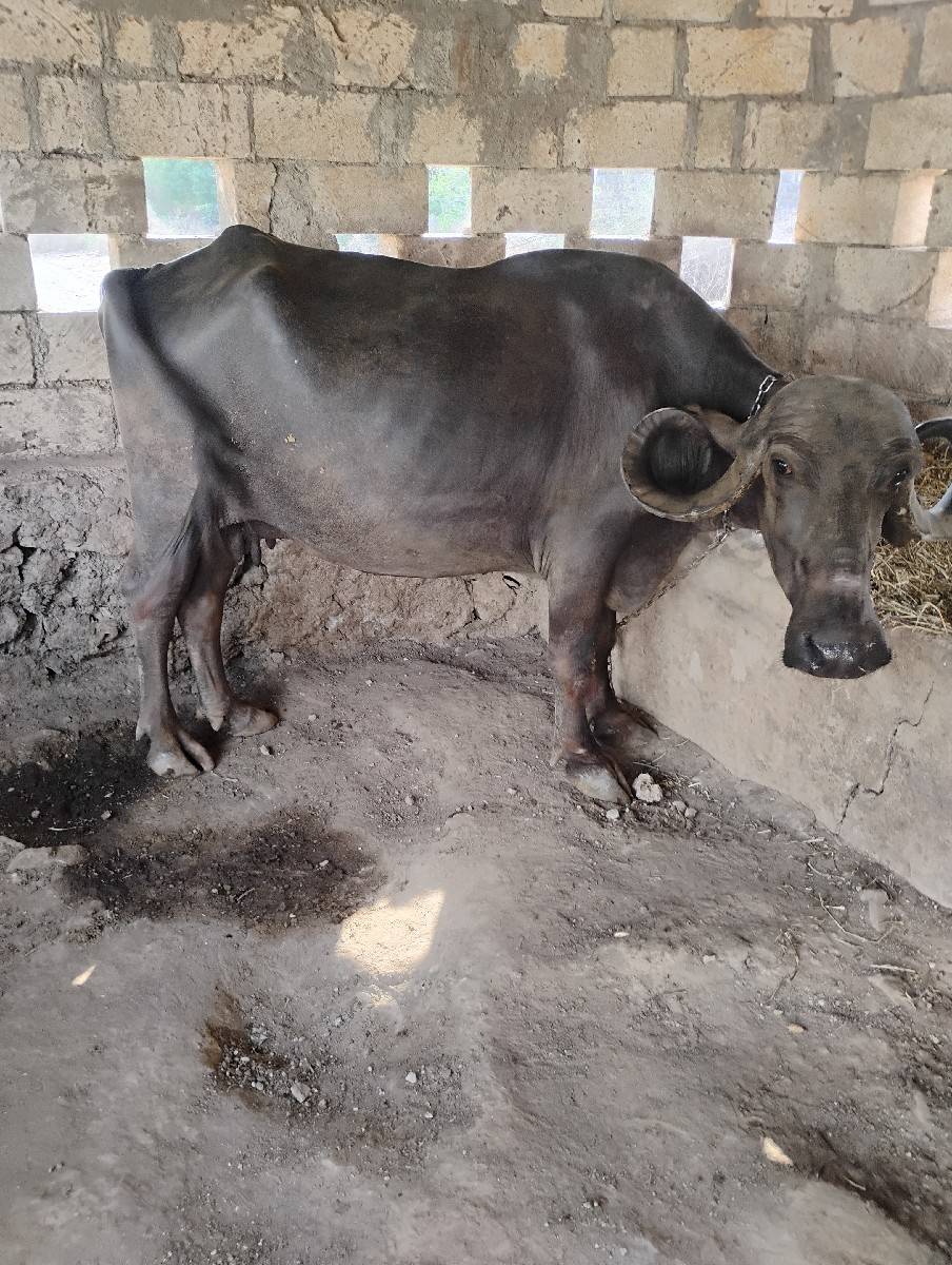 બે ભેંશો વેચવાની છે.