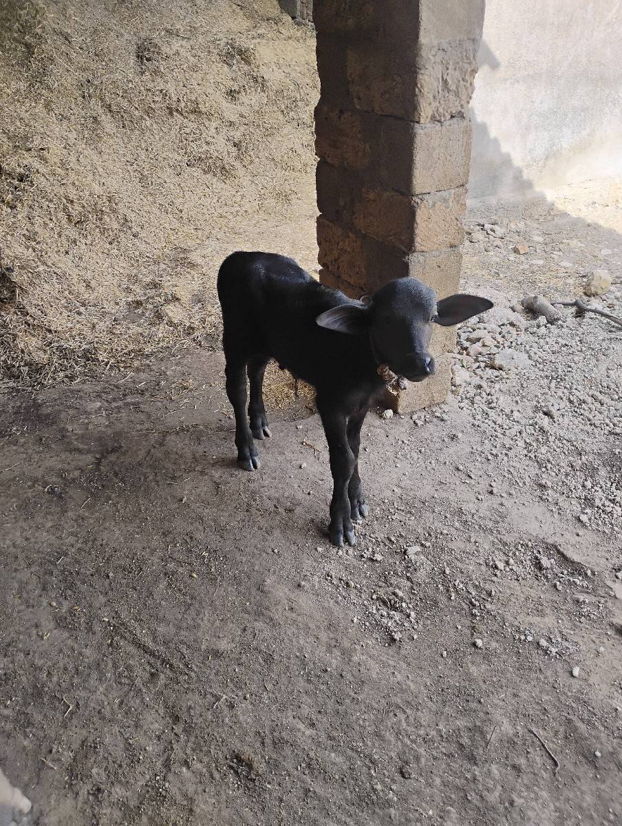 બે ભેંશો વેચવાની છે.