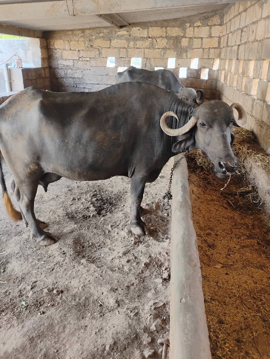 બે ભેંશો વેચવાની છે.