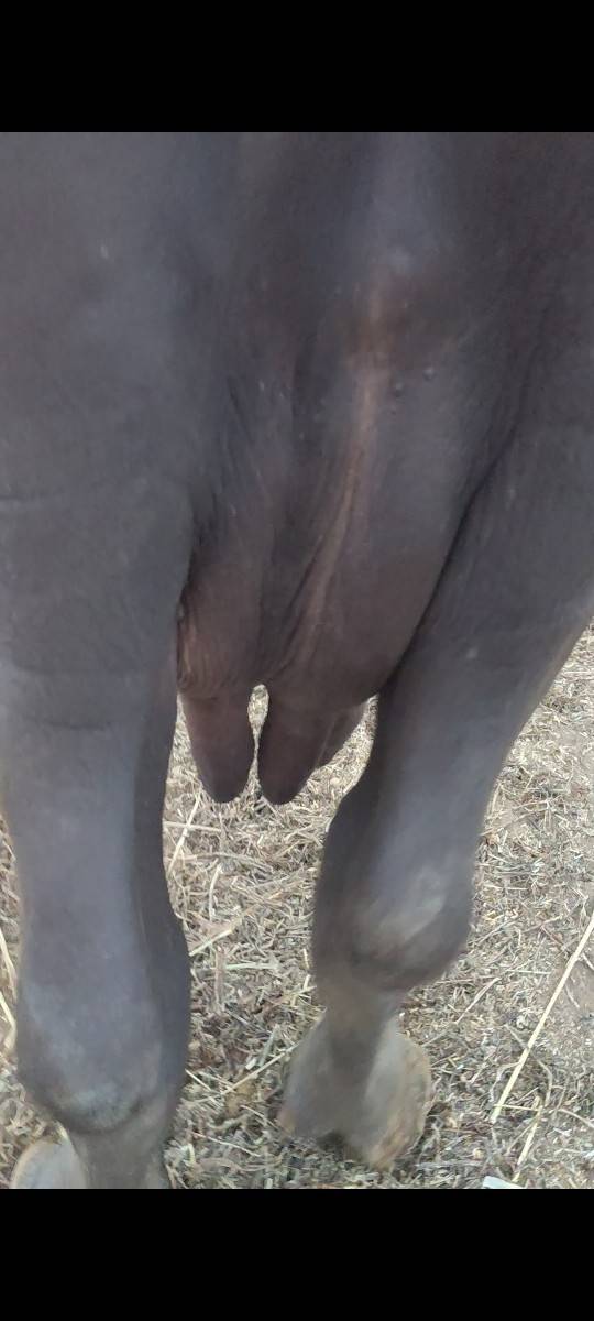 ભેંસ વેચવાની છે