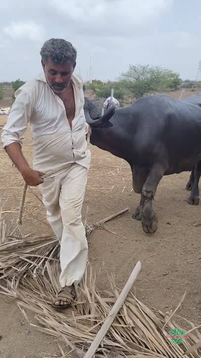 ભેંસ વેચવાની છે