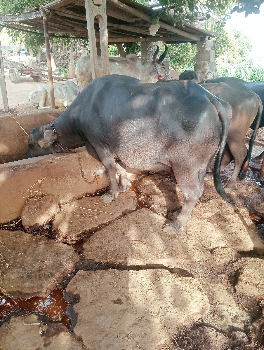 ભેંસ વેચવાની છે