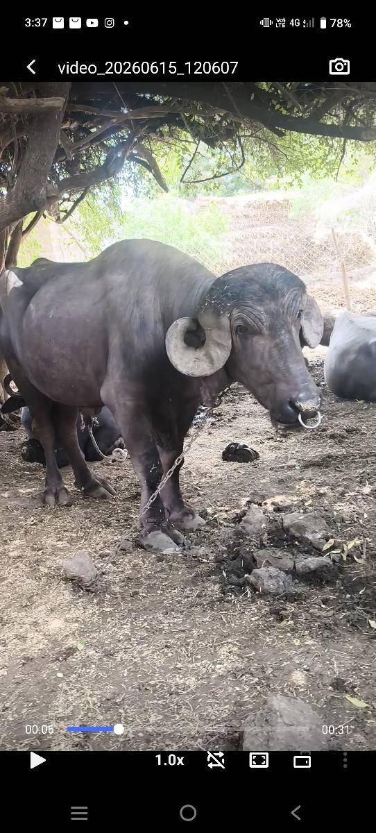 પાડો