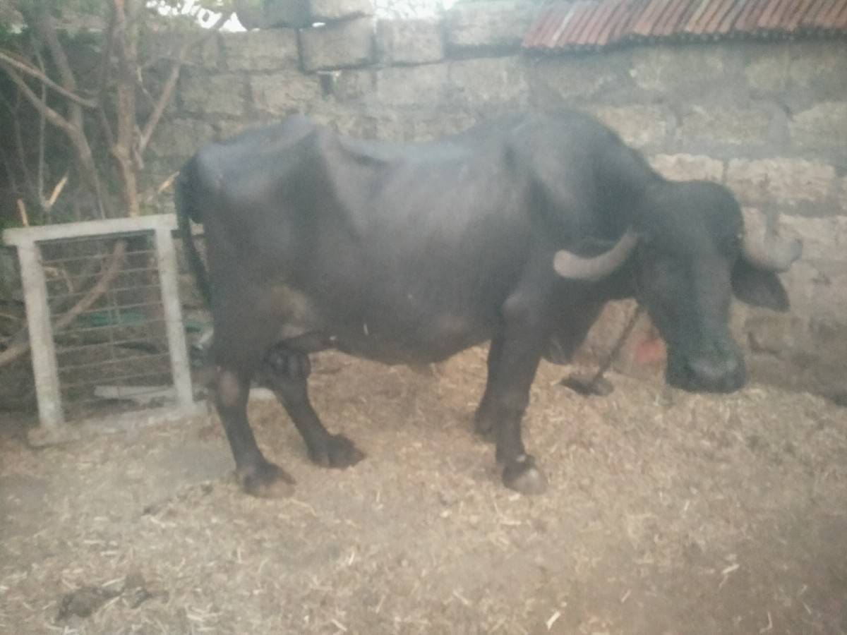 ભેંસ વેચવાની છે