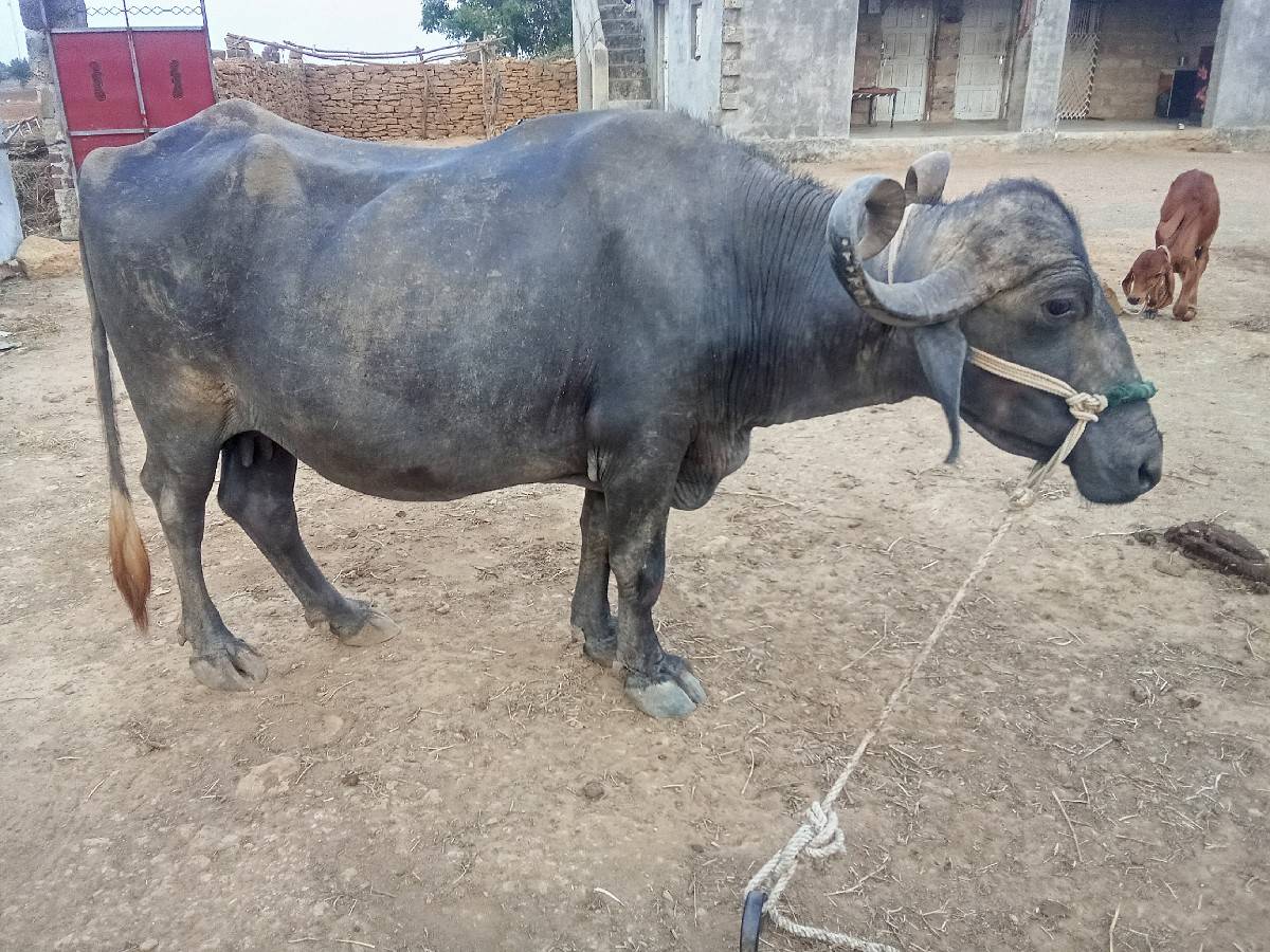 bhes vechvani che.