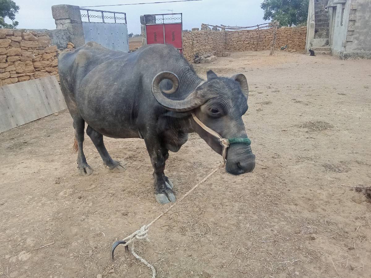 bhes vechvani che.