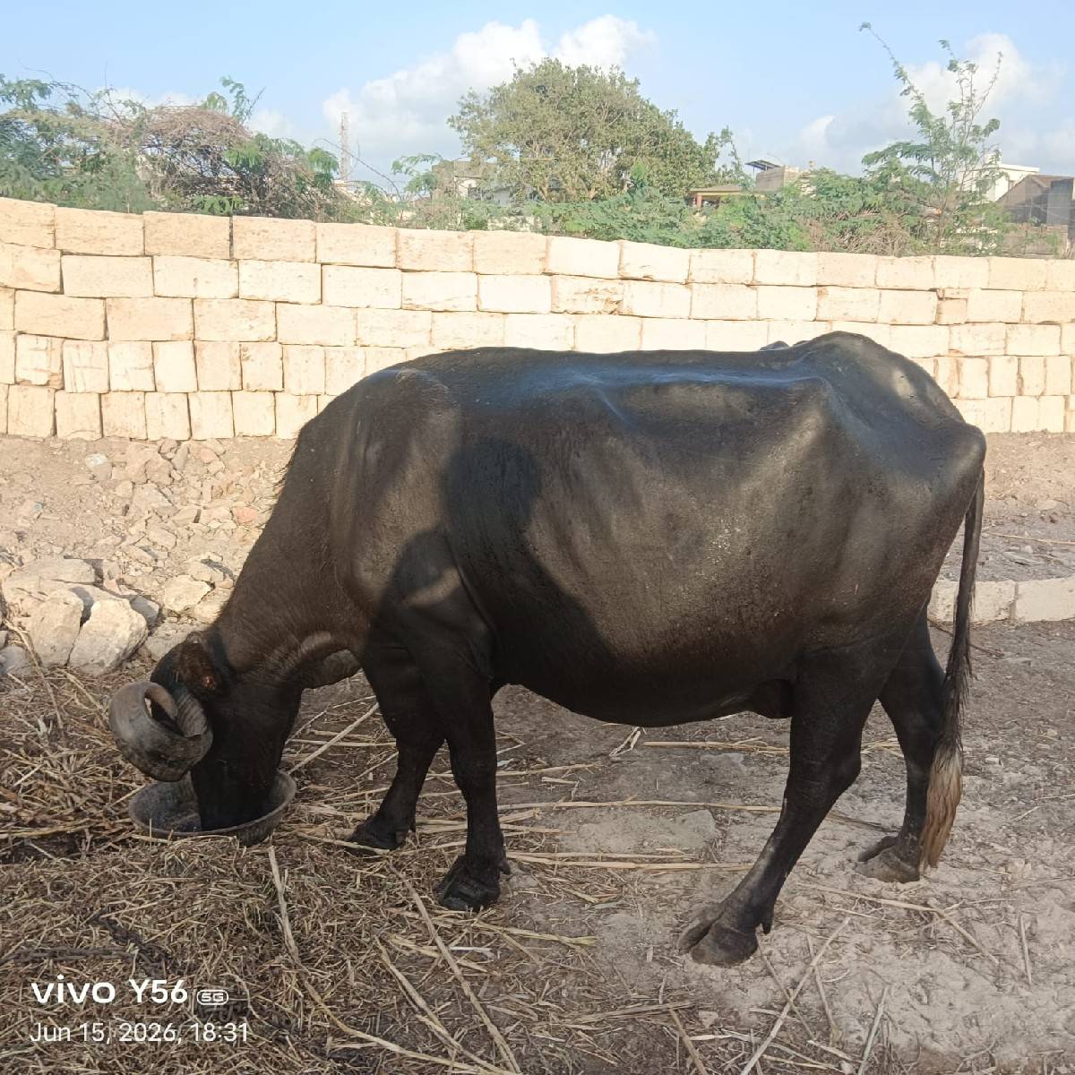 ભેસવેચવાનિછે