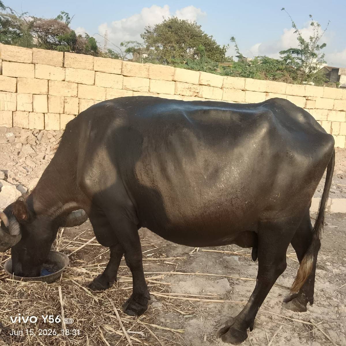 ભેસવેચવાનિછે
