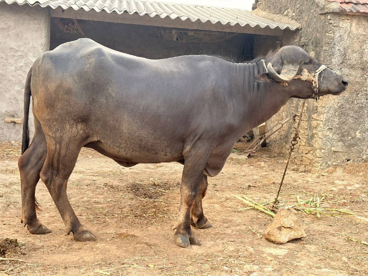 વેચવાની છે