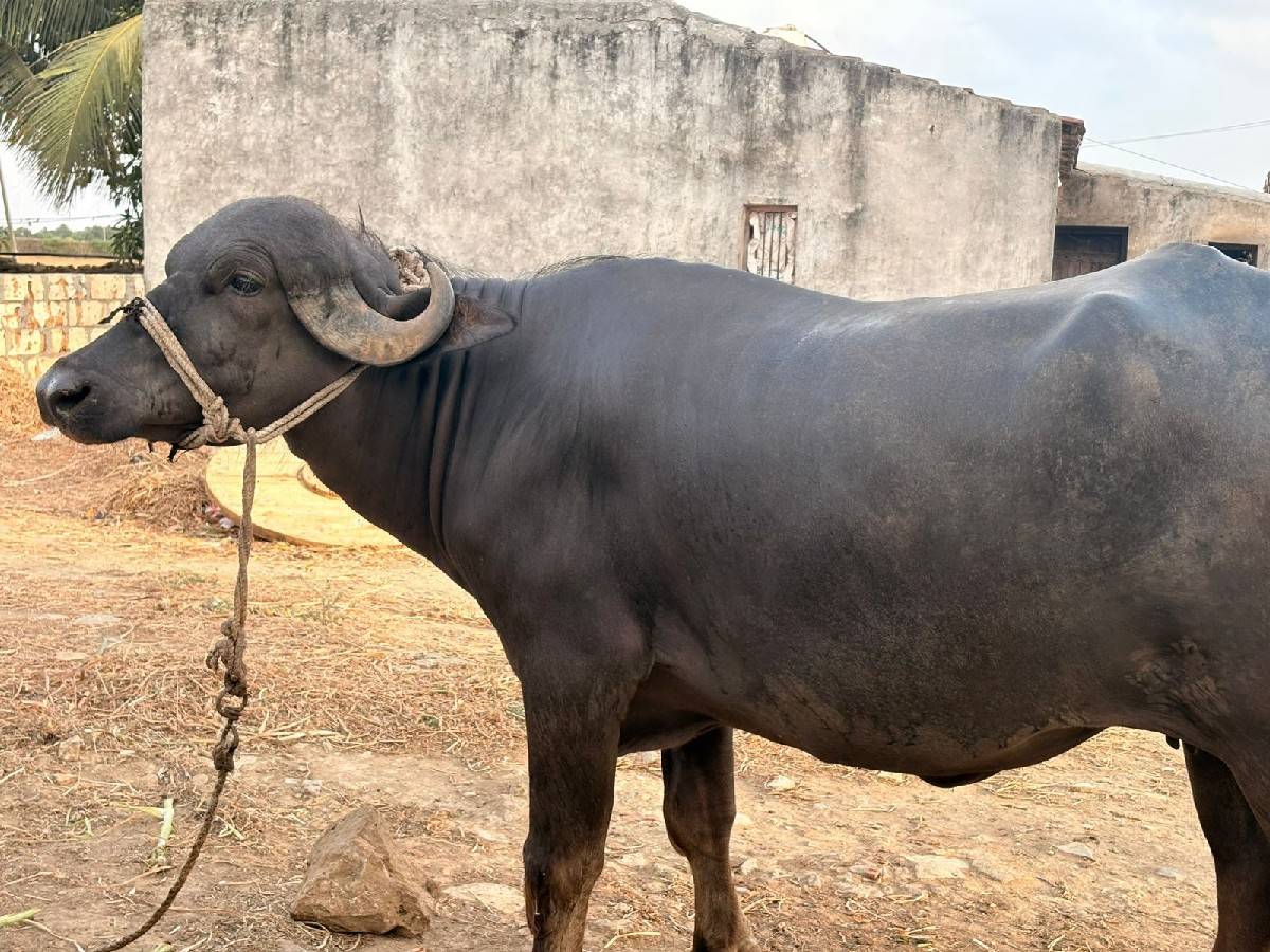 વેચવાની છે