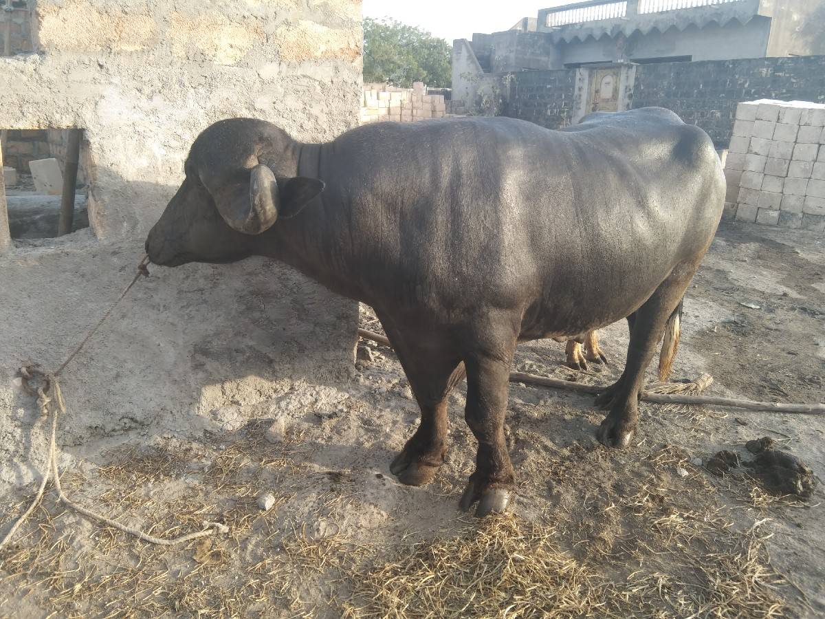બીજા વાળા નો પાડો વેચવાનો છે