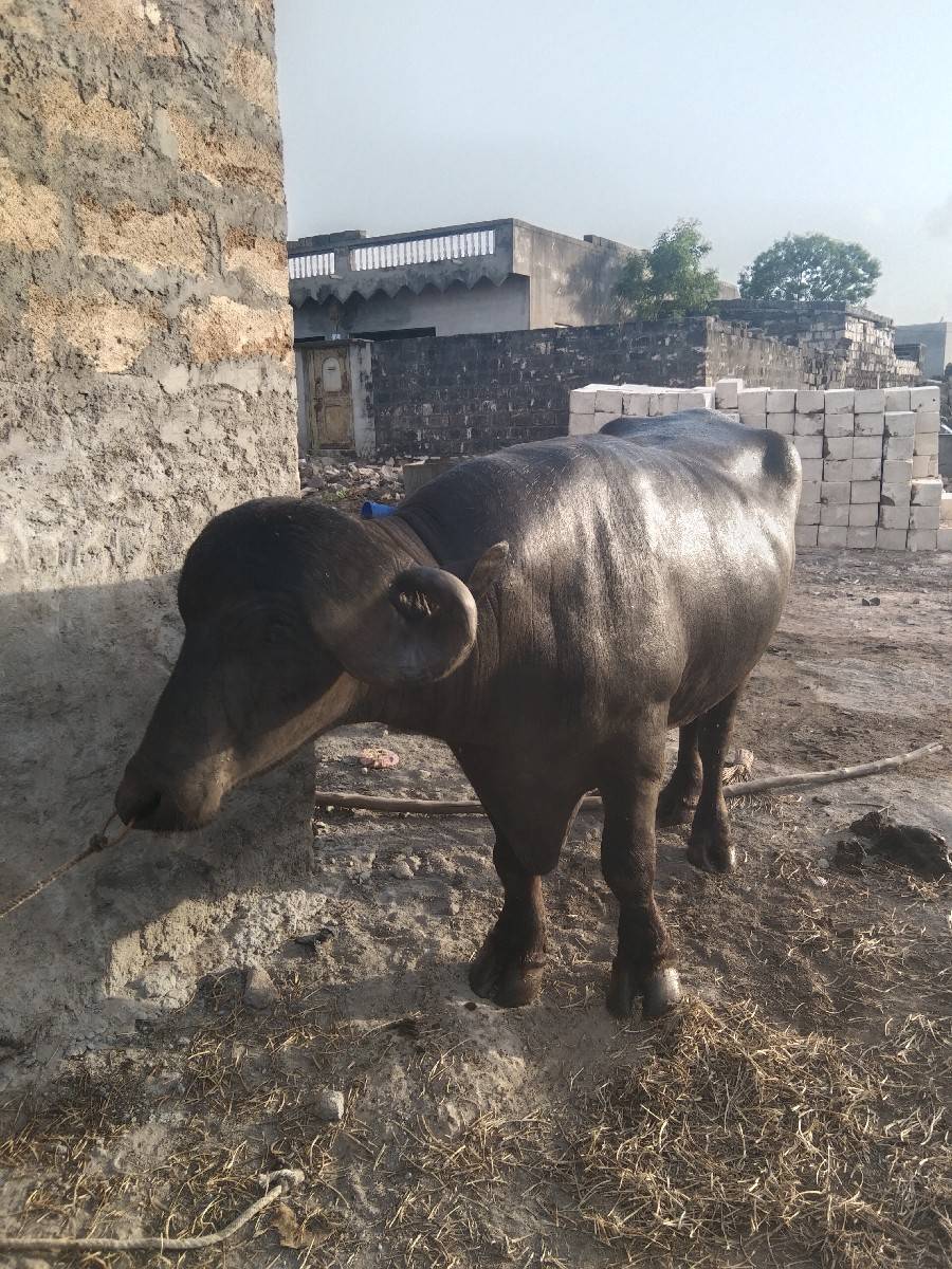 બીજા વાળા નો પાડો વેચવાનો છે