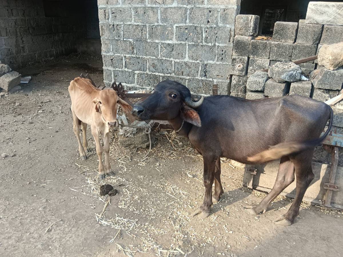 પડી અને વાછડી વેચવાની