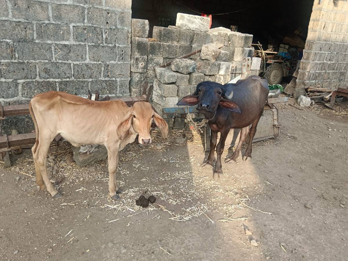 પડી અને વાછડી વેચવાની