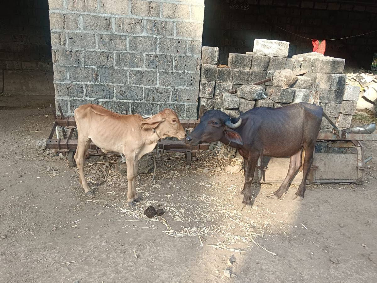 પડી અને વાછડી વેચવાની