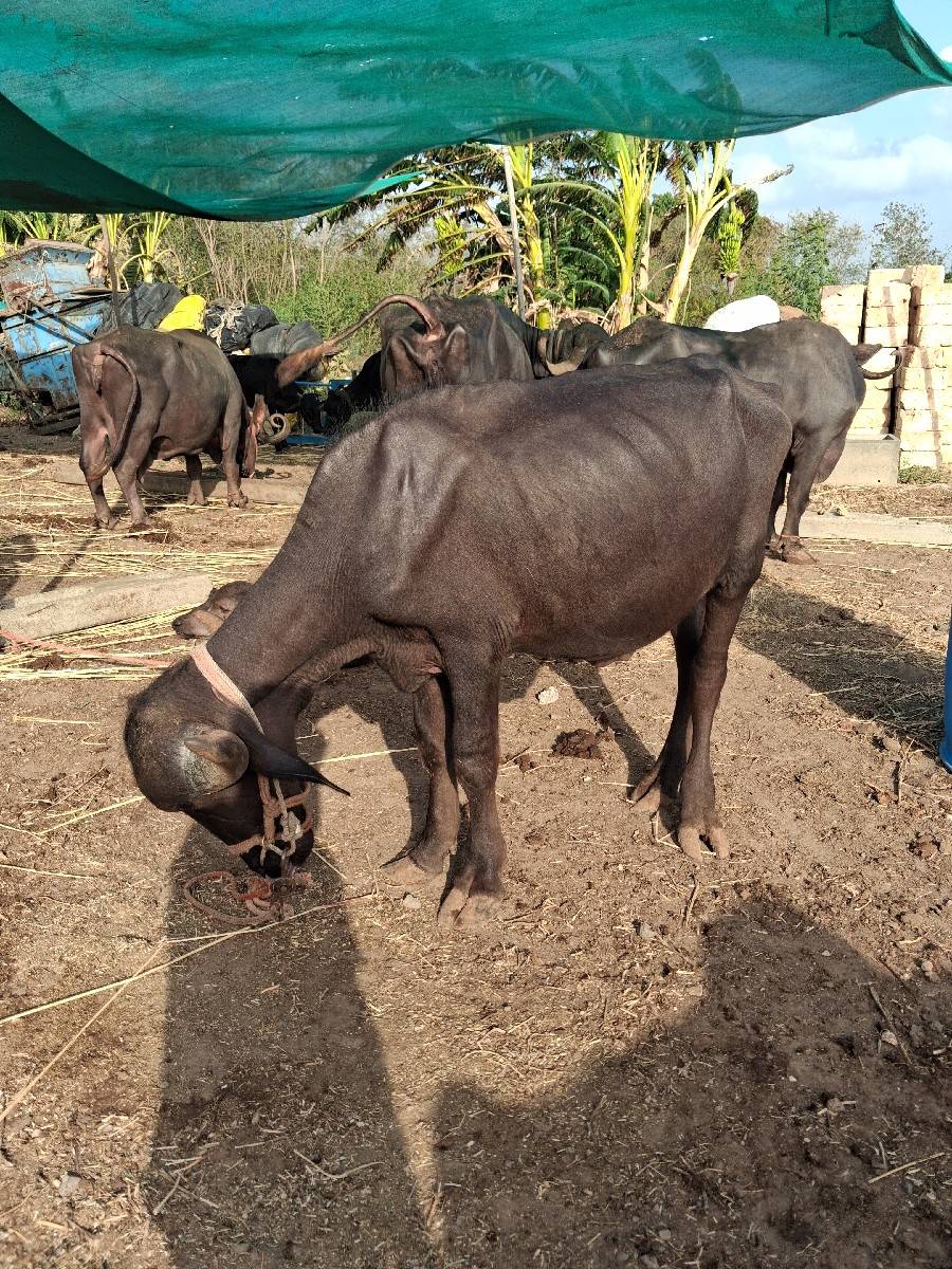 પાડો વેસવા નો સે