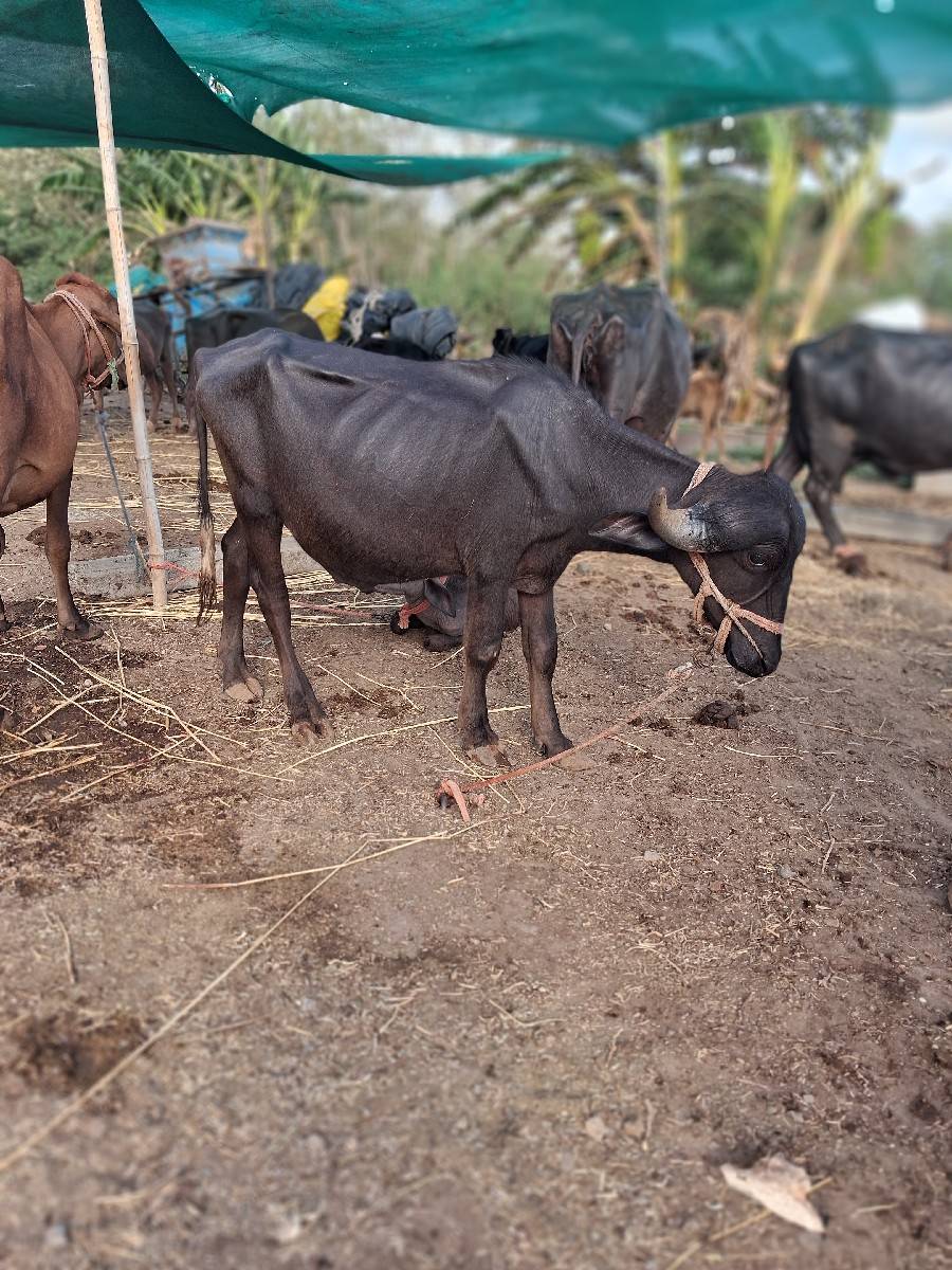 પાડો વેસવા નો સે