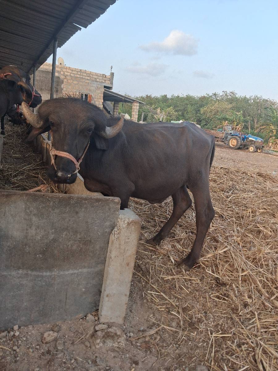 પાડો વેસવા નો સે