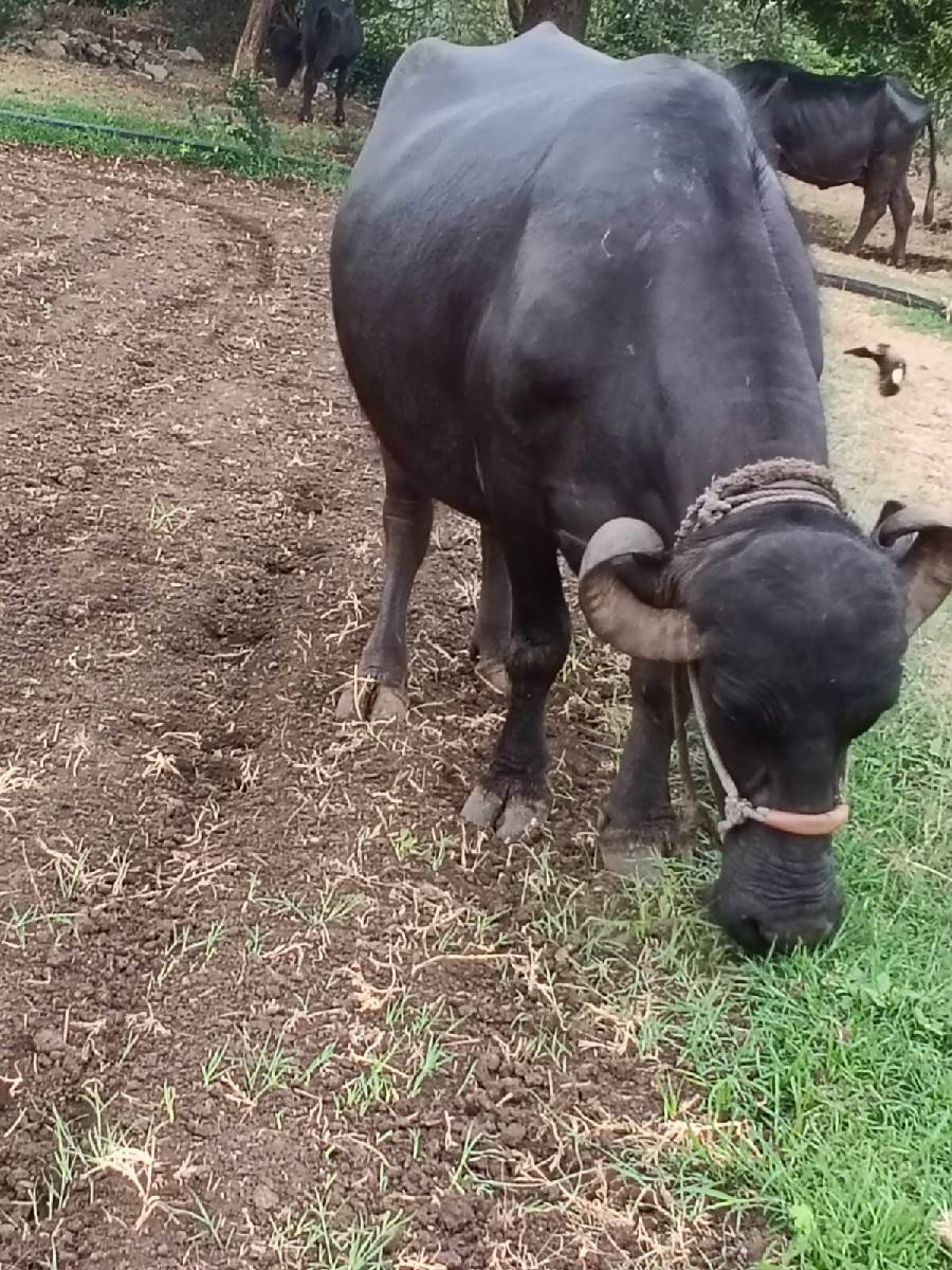 ભેંસ વેચવાની છે