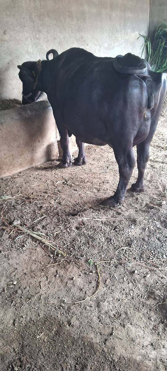 ભેસ વેસવાની સે