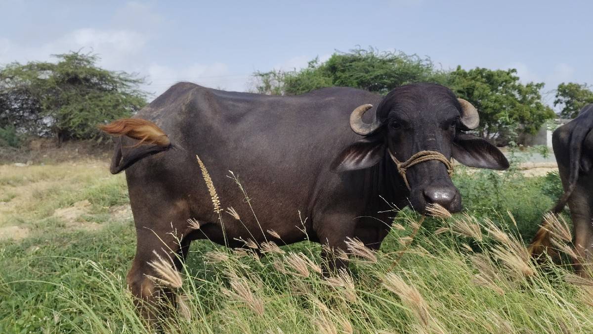 ચાર દાતે છે