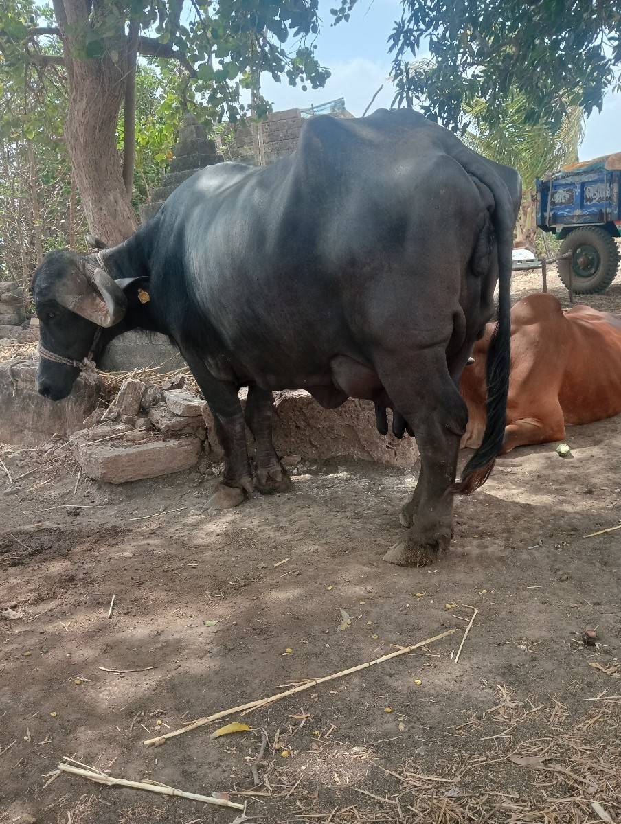 ભેંસ વેચવાની છે
