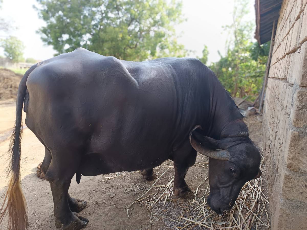 ભેંસ વેચવાની છે